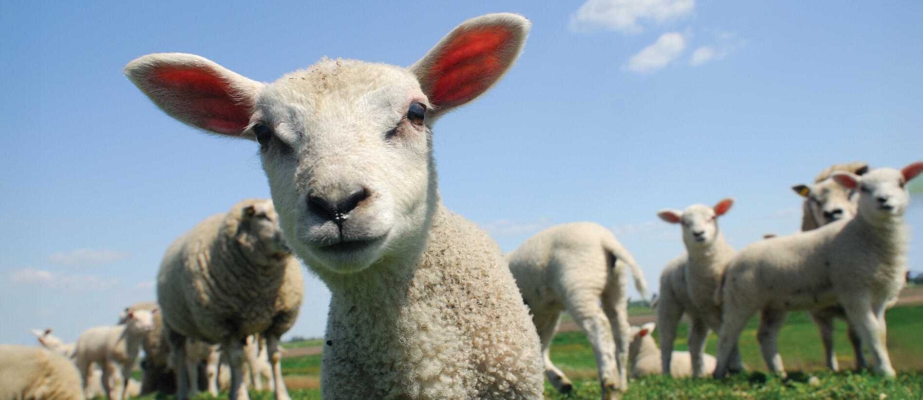 From plot to profit: structuring land deals for tax efficiency