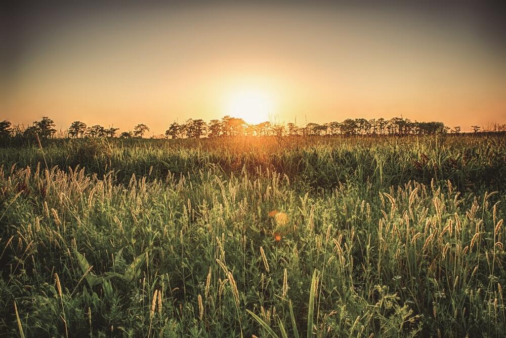 Not in the long grass | Tax Adviser